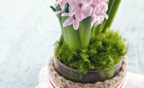 giacinto-bulbosa-coltivazione