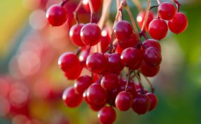 arbusti-bacche-giardino