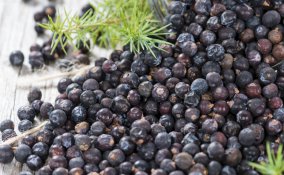 erboristeria pianta rustica