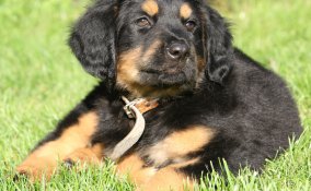 Hovawart cane lavoro