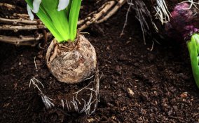 bulbo-primavera-piantare