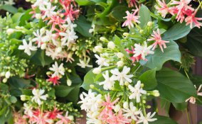 terrazza-caprifoglio-pianta