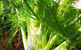 finocchio-pianta-coltivazione