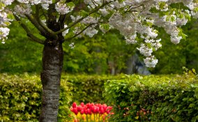 amore-giardino-fiori