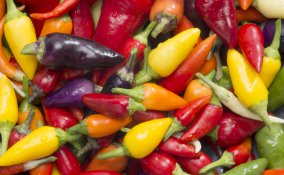 peperoncino conservazione utilizzo consigli varietà