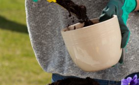 rinvaso-giardino-vaso