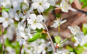 primavera-ciliegio-fiori