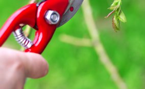 potatura-pianta-curare