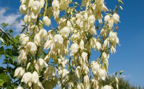 yucca-pianta