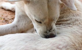 cane allergia cibo pulci suggerimenti prurito