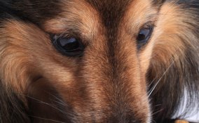 animale cane gatto allergia cibo intolleranza alimentazione dieta sottrattiva