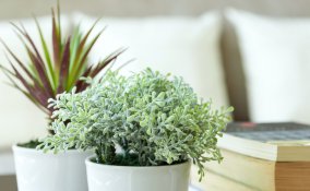 piante-casa-giardinaggio