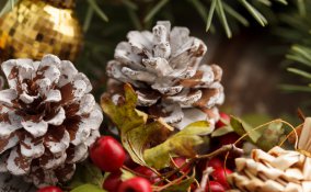 piante natalizie simbolo del natale