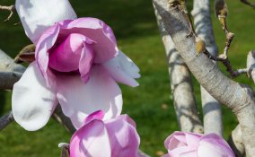 magnolia fiori capelli femminilità