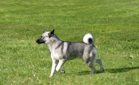 Norsk Buhund cane descrizione