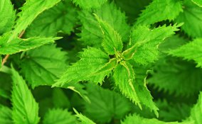 ortica pianta salute capelli