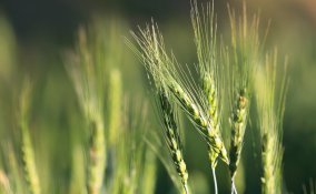 orzo frumento salute