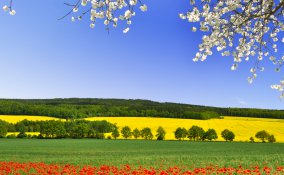 papavero pianta curativa rimedi salute