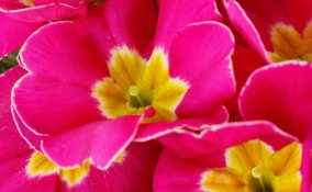 primula rimedi curativi piante salute