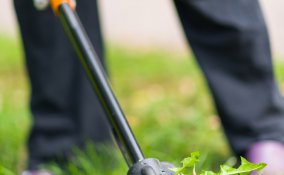 pulire-giardino-piantare