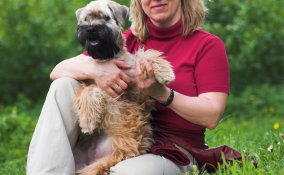 Soft-coated Wheaten Terrier 