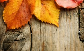 stagione autunno viaggio visita bosco boschi donne donna