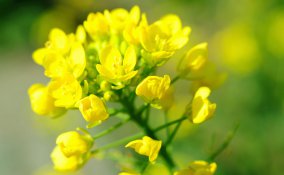 senape caratteristiche utilizzo moustarde origine