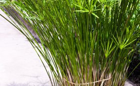 papiro-resistente-pianta