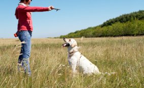 cane comportamento psicologo dieta atteggiamento aggressivo disciplina