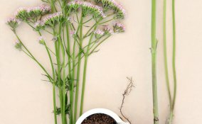 valeriana tisane salute infusi erba calmante