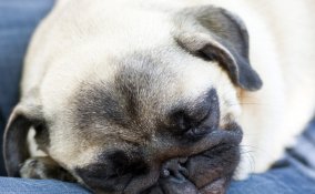 Fido, sonno, incubo, serenità, cane, abitudini