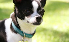 targhetta cane cucciolo nome