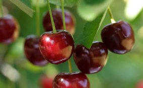 frutta-ciliegie-estate