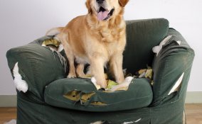 cane, distrugge comportamento, abitudine