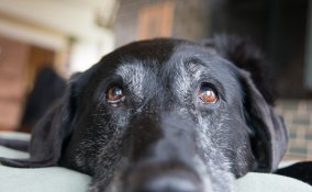 vecchiaia, fido, abitudini, animale, cane