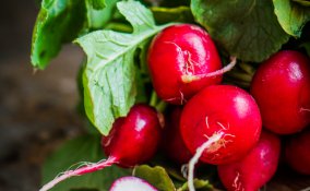 ravanello ortaggi verdure radice