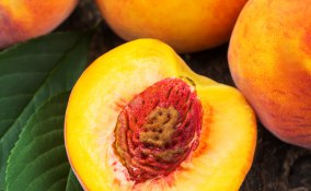 pesca-albero-estate-frutta