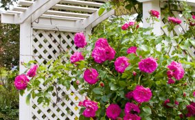 fiorisci come i fiori