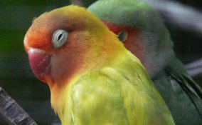 pappagallini gli inseparabili