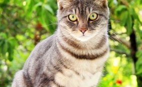 gatto soriano carattere