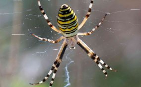 sognare ragni significato