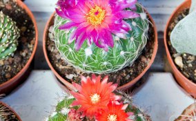 piante grasse nomi e tipi