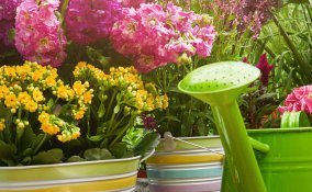 come eliminare i pappataci