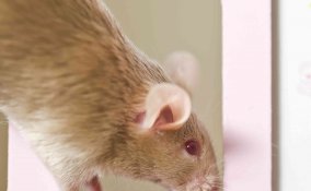 come eliminare i topi