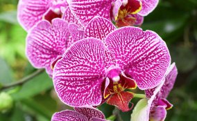 come coltivare le orchidee