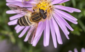 sognare un'ape significato