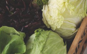 come coltivare la lattuga