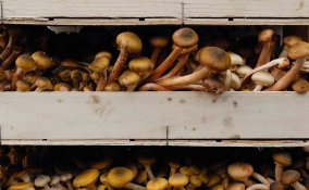 come coltivare i funghi in casa