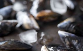 come pulire le cozze velocemente