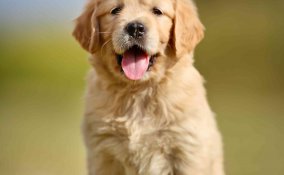 come scegliere un cane